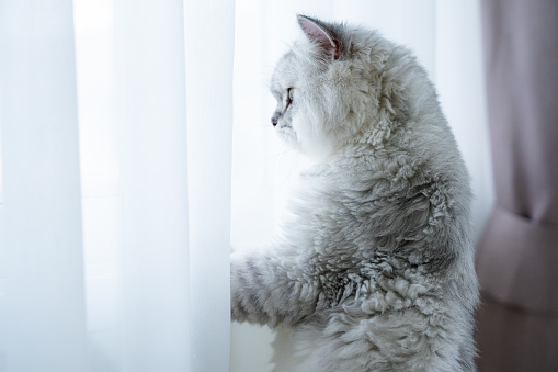Fluffy cat standing beside windowsill and looking outside