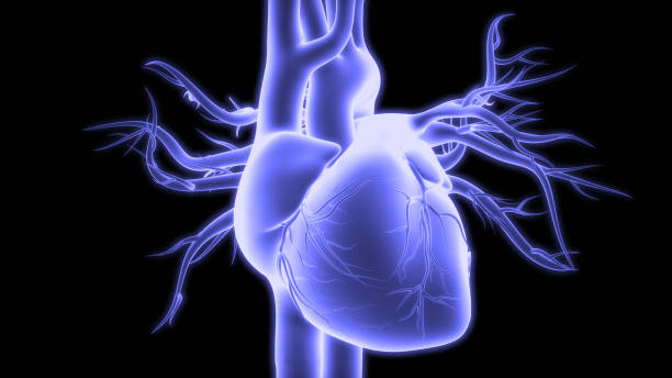 istock Human Circulatory System Heart Anatomy 1584488409