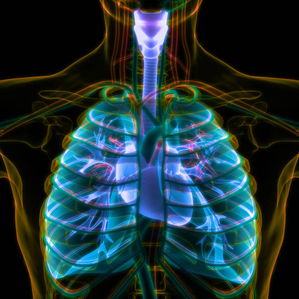 istock Human Respiratory System Lungs Anatomy 1584490114