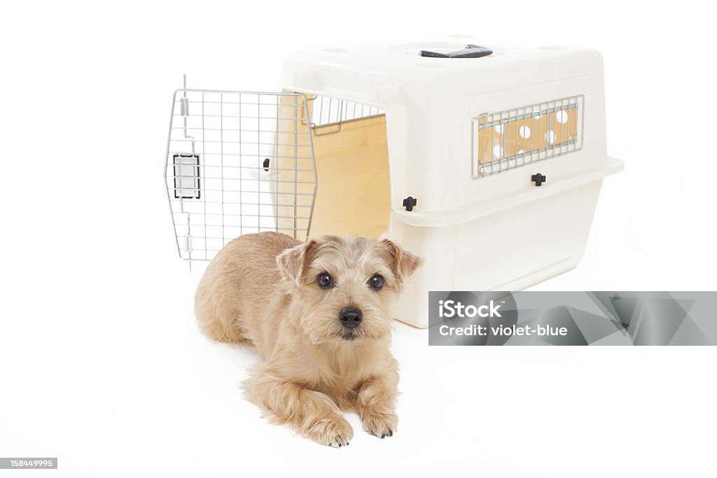 Norfolk terrier dog Norfolk terrier dog and crate Crate Stock Photo