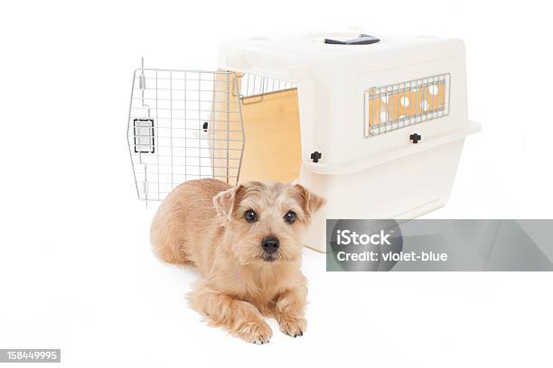 Norfolk Terrier Dog Stock Photo - Download Image Now - Crate, Dog, Animal