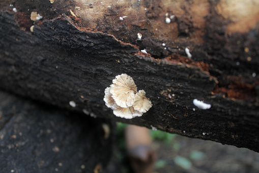 white fungus that grows on dead trees