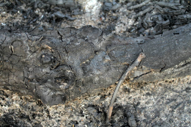 Macro detail of a burned Aleppo pine trunk after a forest fire in summer after a heat wave