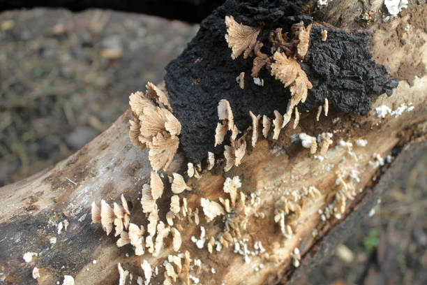 istock white fungus that grows on dead trees 1584510172