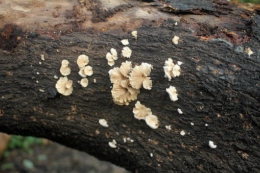 white fungus that grows on dead trees