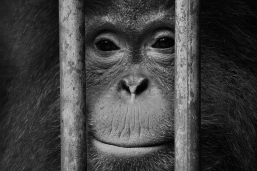 Sumatran orangutans (Pongo abelii) from the Jantho Orangutan Quarantine and Reintroduction Centre, Aceh Besar will be released into their natural habitat