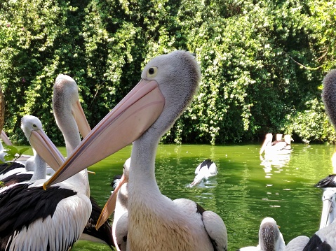 A flock of pelicans swimming in the lake