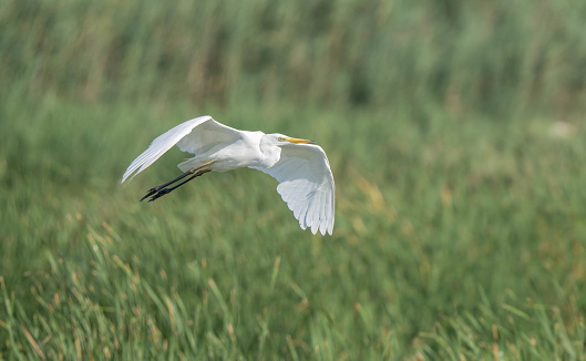 great egret in the ebro river marshes