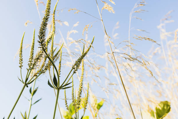 Tufted hairgrass on a summer day in a flower bed