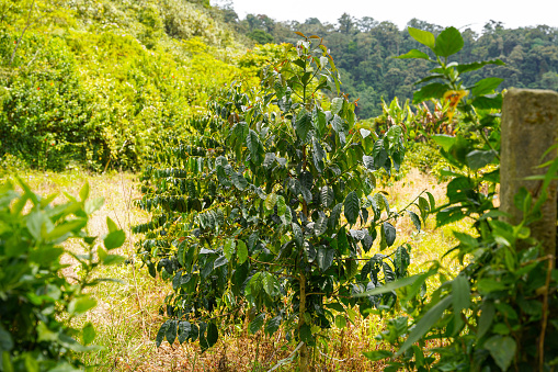Fresh coffee beans on branch of coffee plant. Leaves of arabica coffee tree nursery plantation. Coffee beans ripening on a tree.