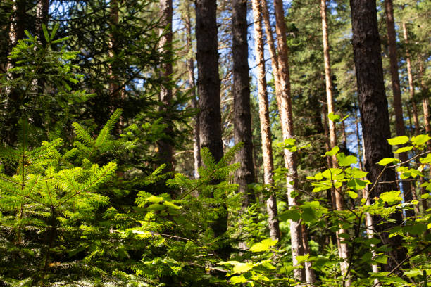 istock Forest trees. nature green wood sunlight backgrounds 1584528855