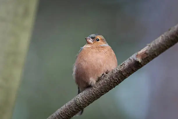 Chaffinch looking on a branch