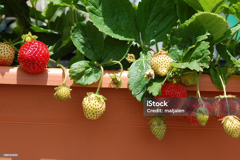 Several strawberries hanging from a bush Growing strawberries in a container on balcony Strawberry Stock Photo