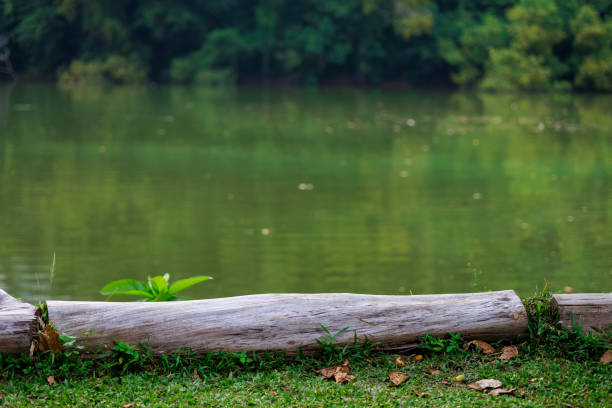 Free Stock Photo of Tree trunk close-up with a blurred lake background ...