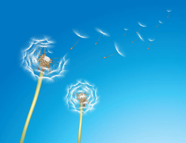 Dandelion Dandelion gone with the wind gone spore photos stock illustrations
