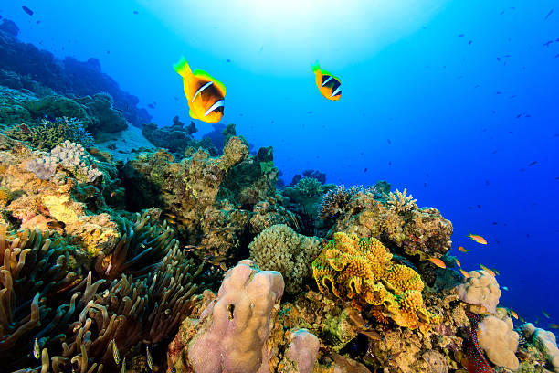 istock Two clownfish swiming over a tropical coral reef 158455074