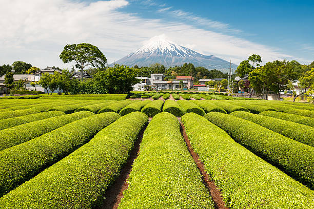 tè verde campo con monte fuji - tea crop spring japanese culture tea foto e immagini stock