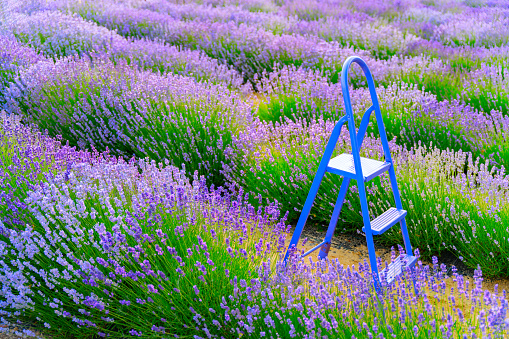 Lavender field with stepladder background wallpaper