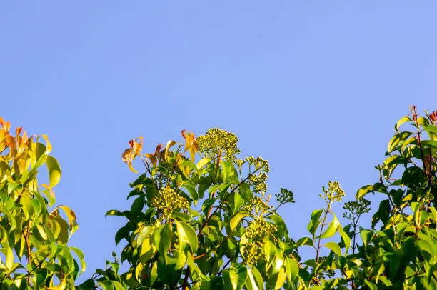 Photo of Aniseed Myrtle, Syzygium anisatum, ringwood and aniseed tree, with an aromatic leaf