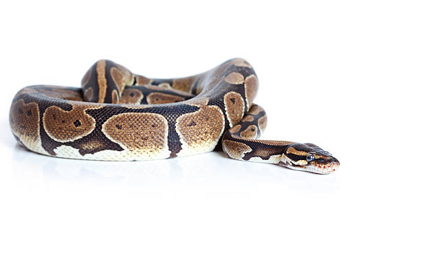 royal python snake - royal python stock-fotos und bilder