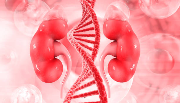 istock Human kidney anatomy with DNA strand 1584564915