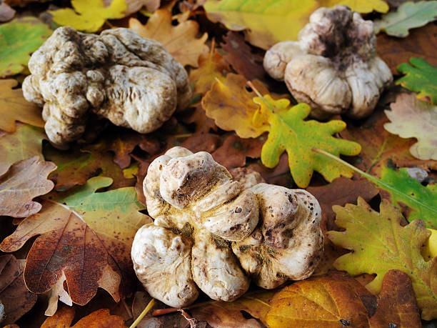 white truffles (tuber magnatum) stock photo