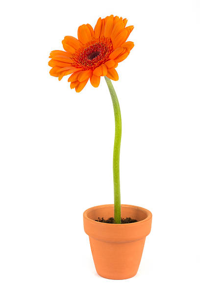 istock Orange gerbera flower in a terracotta pot 158456905