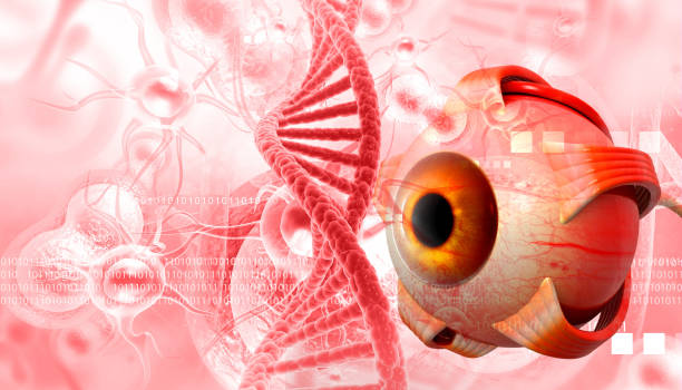 istock Human eye anatomy 1584570887