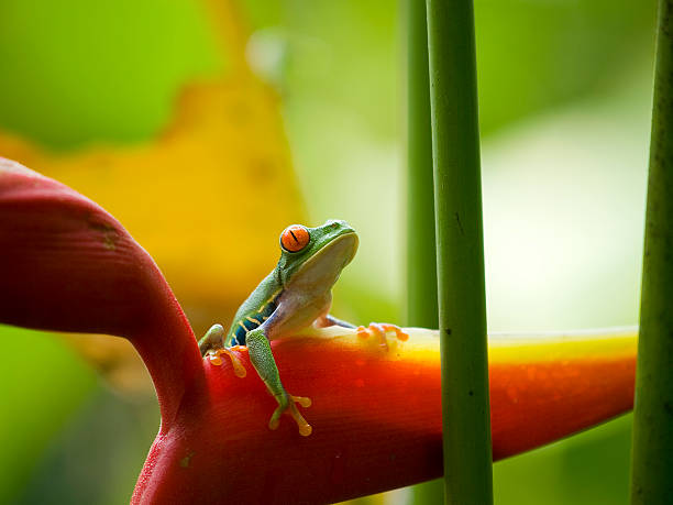 Close-up of the red eyed tree frog in Costa Rica stock photo