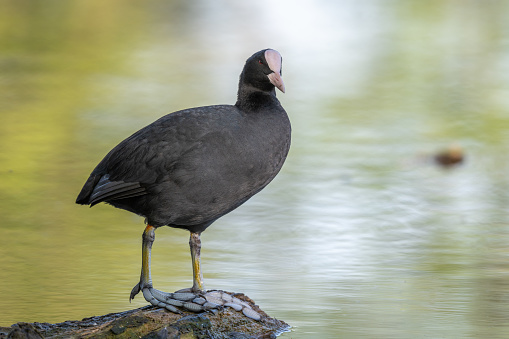 Eurasian coot (Fulica atra) cleaning its feathers on a river. Bas-Rhin, Collectivite europeenne d'Alsace,Grand Est, France.
