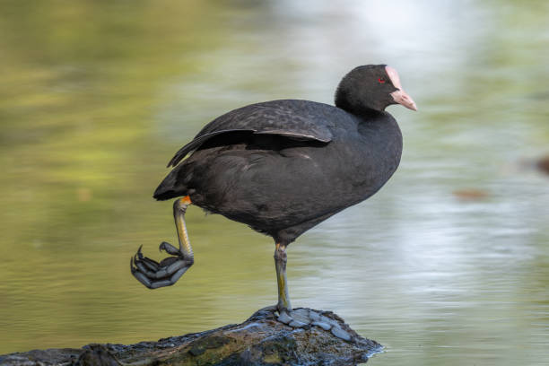 Eurasian coot carefully walking on thin ice during winter, its reflection visible