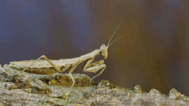 istock The female praying mantis sits on tree branch masquerading against its background and turns its head looking around. Crimean praying mantis (Ameles heldreichi) 1584610972