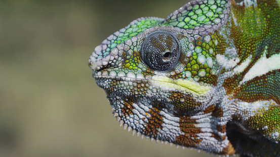 Close-up portrait of curious Panther chameleon (Furcifer pardalis)  looks at around on sunny day.