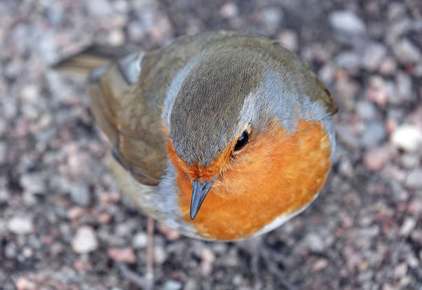 Robin (Erithacus rubecula)