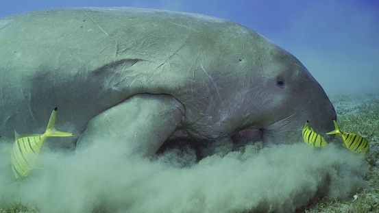 Close up of Sea Cow or Dugong (Dugong dugon) accompanied by school of Golden trevally fish (Gnathanodon speciosus) feeding Smooth ribbon seagrass, Red sea, Egypt