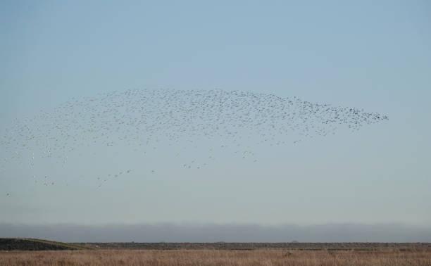 英国エセックスのワラセア島自然保護区の上空にある渉禽類の群れ。 - golden plover ストックフォトと画像