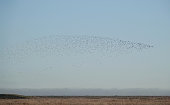 A flock of wading birds in the sky above Wallasea Island nature reserve in Essex, England, UK.