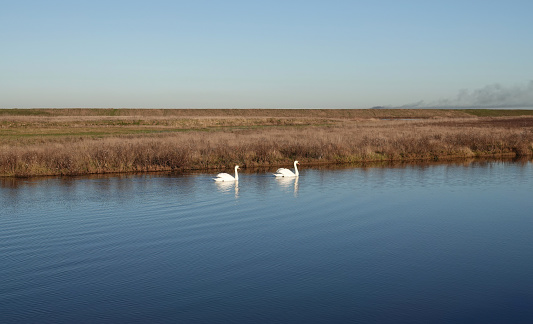 A pair of mute swans on a lake at a nature reserve in England.