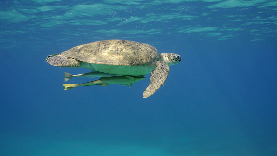 Great Green Sea Turtle (Chelonia mydas) swim in the blue ocean, Reda sea, Egypt