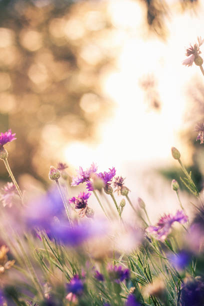 istock Cornflowers on a background of sunlight 1584636807