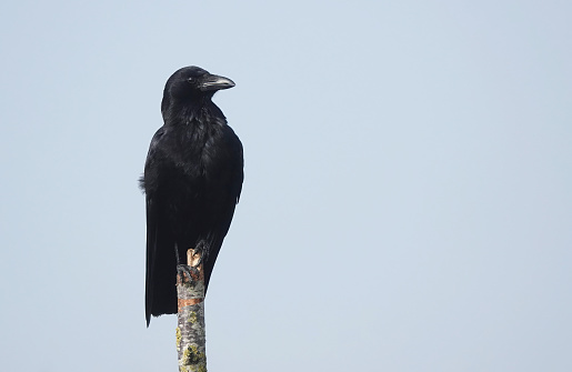 A crow on a high perch against a blue sky background.