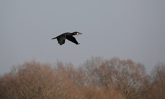 A cormorant flying above the trees carrying materials to build a nest.