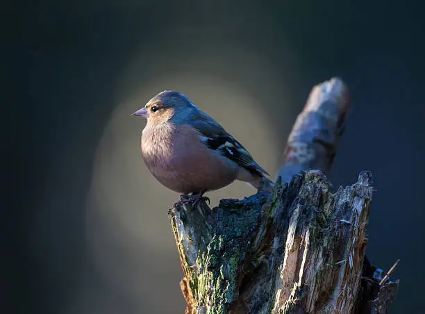 Chaffinch on a tree looking
