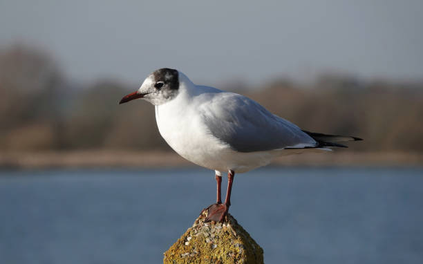istock A closeup of a black-headed gull, chroicocephalus ridibundus, perching on a concrete post. 1584641717