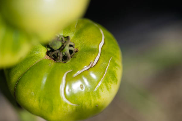 Tomatoes in Greenhouse. Organic Farm in Southern Poland