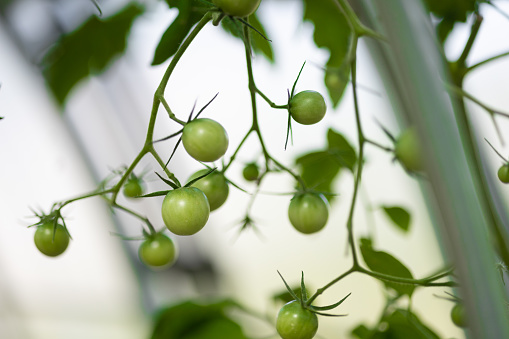 Tomatoes in Greenhouse. Organic Farm in Southern Poland