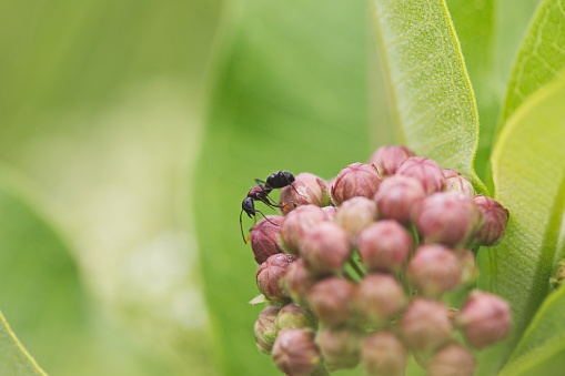 A macro of a small ant perched atop a meat-red milkweed flower in a lush garden