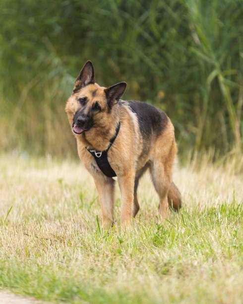 istock Closeup of a German Shepherd walking outdoors in a green park 1584659290