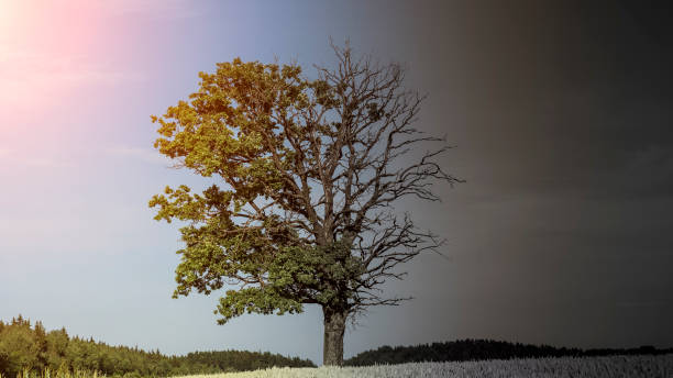 istock Growing tree in the field and climate change on Earth. Nature, environmental protection concept. 1584659301