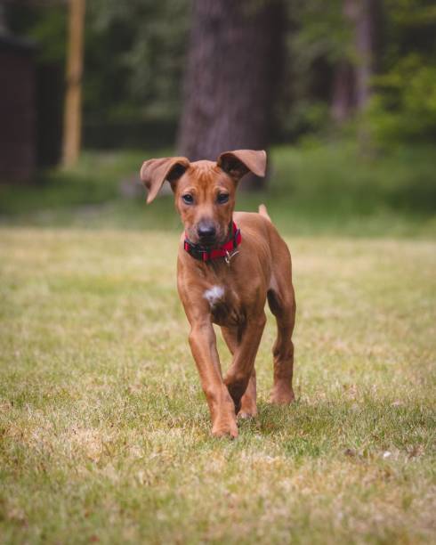 istock Scenic view of a brown Rhodesian Ridgeback playing on green lawn 1584659314